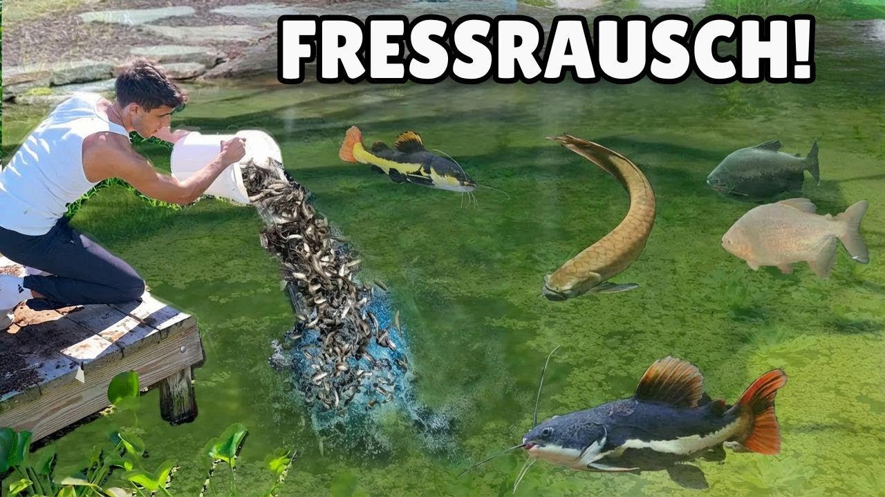 Wir setzen massenhaft Fische in unseren Garten-Teich!