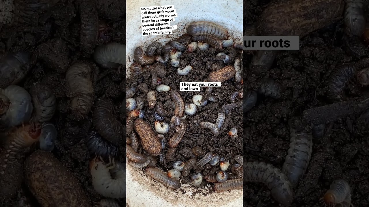 Garden Pest Control 🪲Getting Rid Of Grub Worms! All Four Species #pestcontrol #gardening #garden
