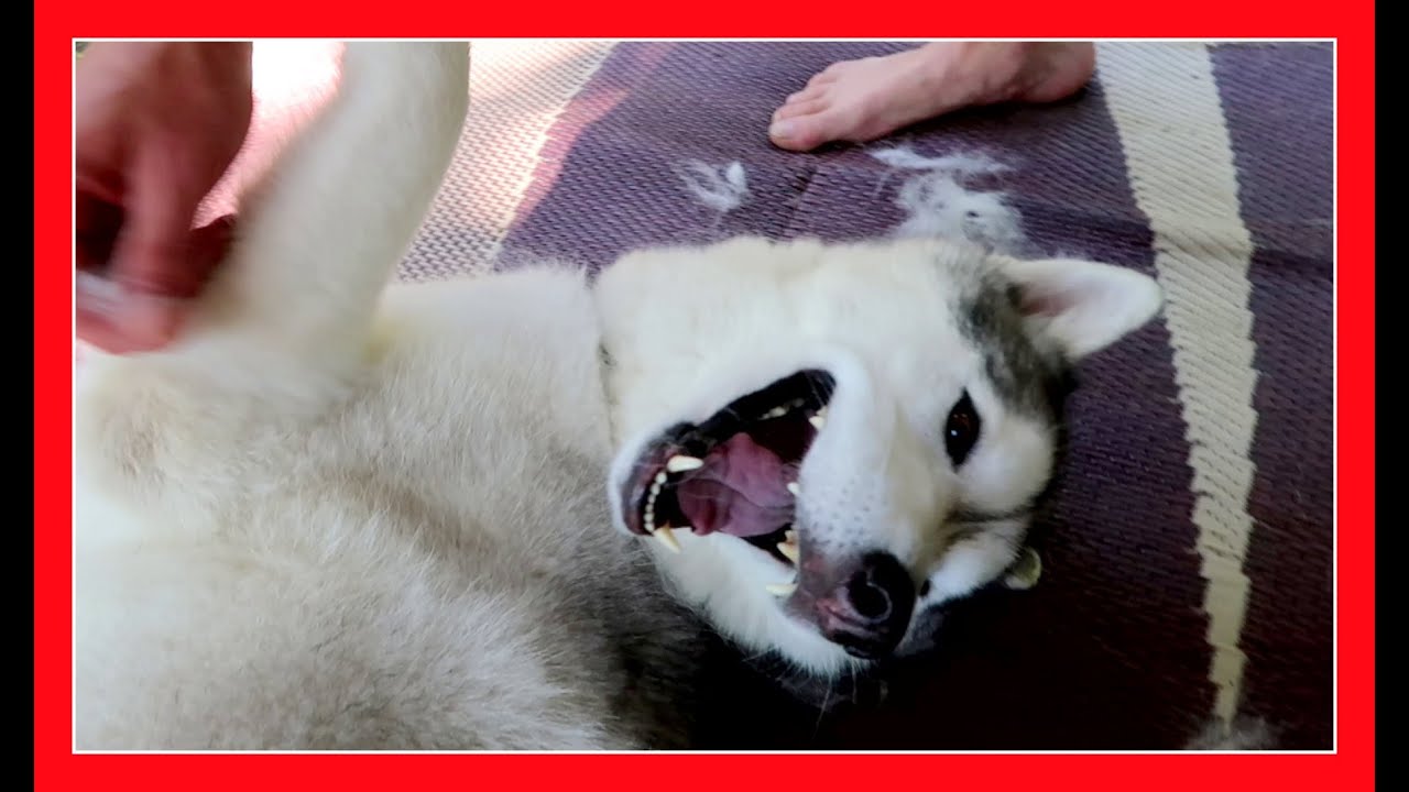 FUR-SPLOSION AT CAMPGROUND | 07/13/16