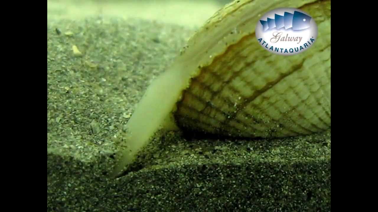 Tide phenomenon, English version
