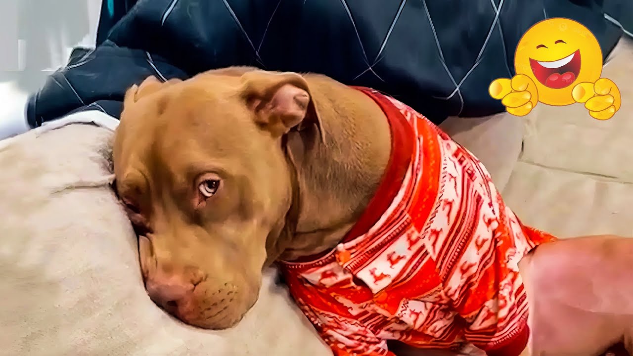 Funny ANIMALS videos😊Funniest CATS😹 and DOGS🐶