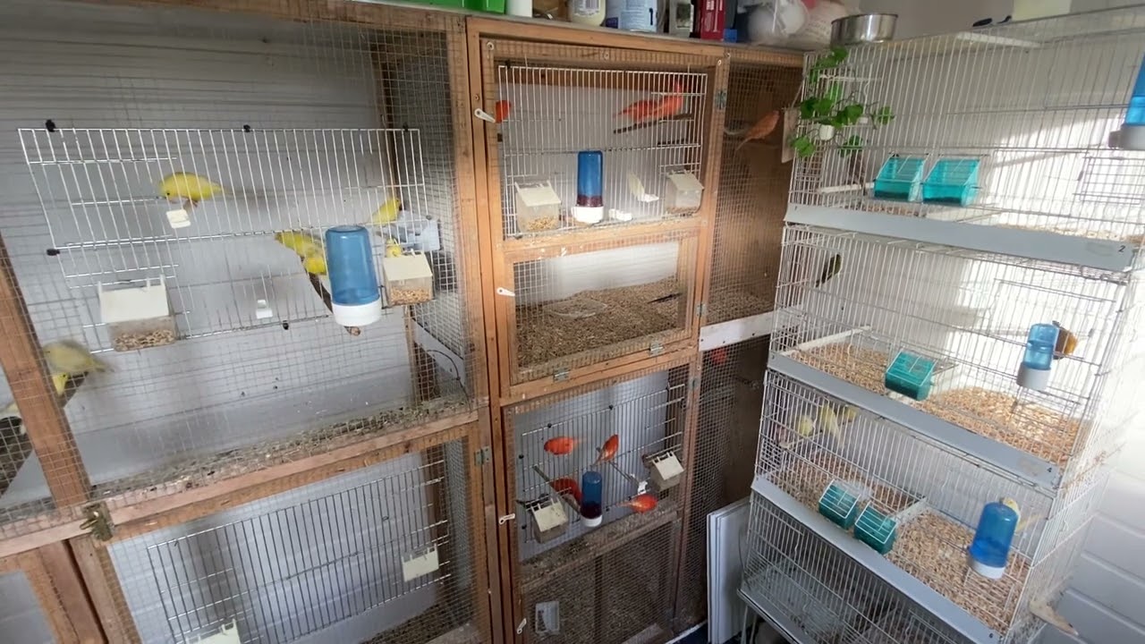 General update bird shed improvements