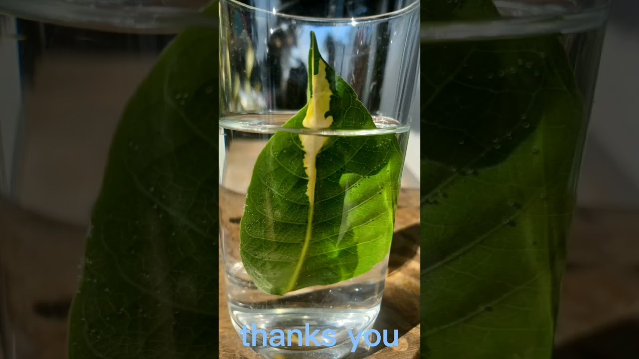 How can we see the stomata of the leaves without using a microscope?