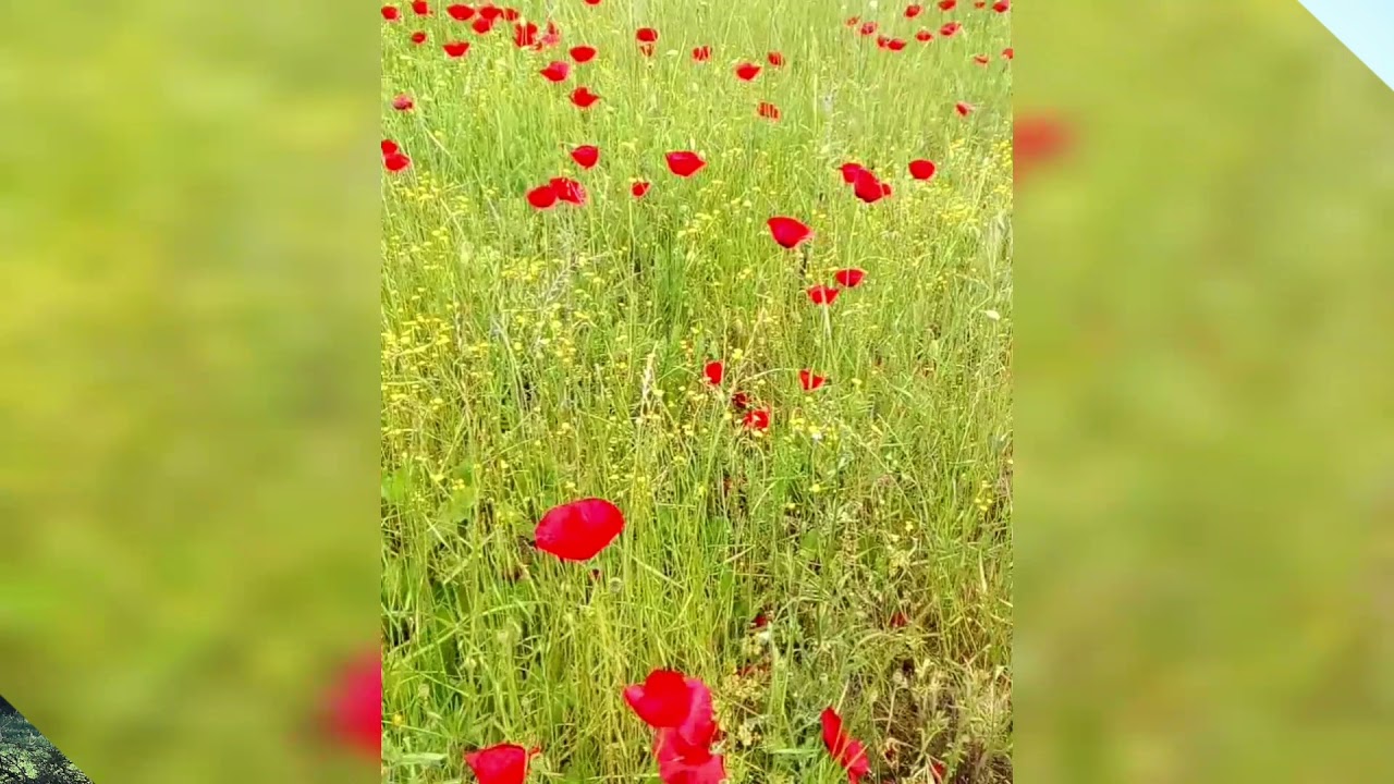 Popullore Jugu(valle pogonishte)