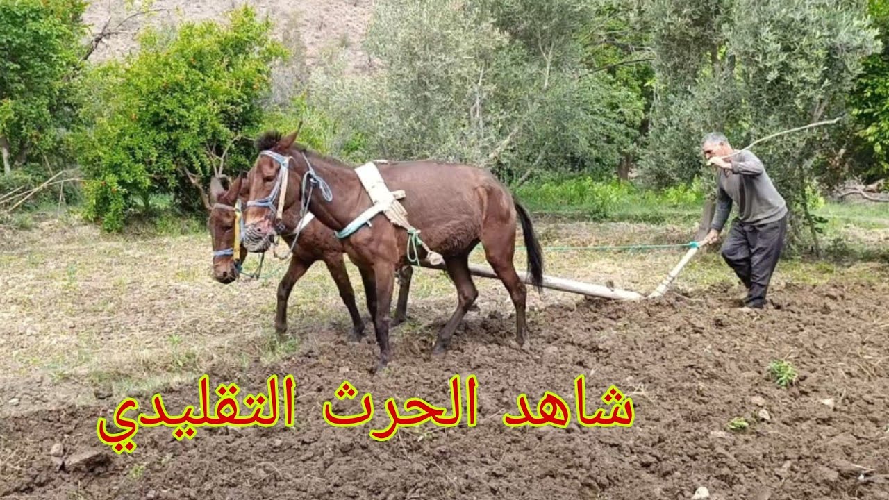 شاهد الحرث التقليدي بالبغال في مزرعة تغزويت ارغمان على واد غيس