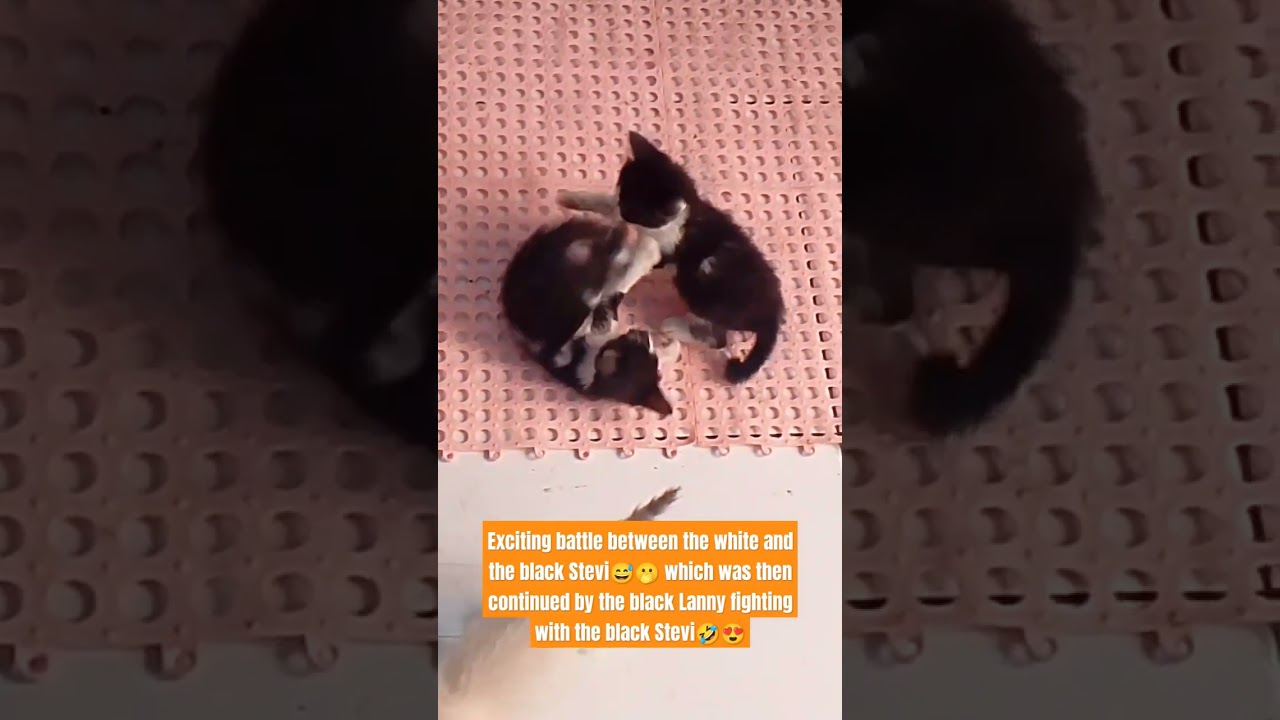 Kitten Fighting 1😍🤣| Cute Kitten #cat #cats #catlover #cute @tayamtv2025 @funnykittensYT