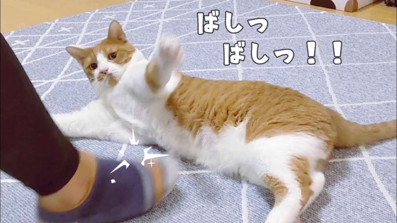 朝から笑える猫＆父さんの足vs猫 どっちも楽しい我が家です