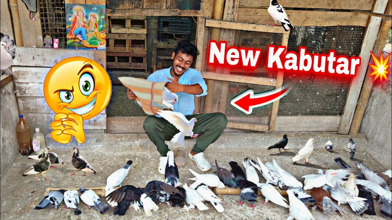 I bought a pair of new pigeons this morning😉