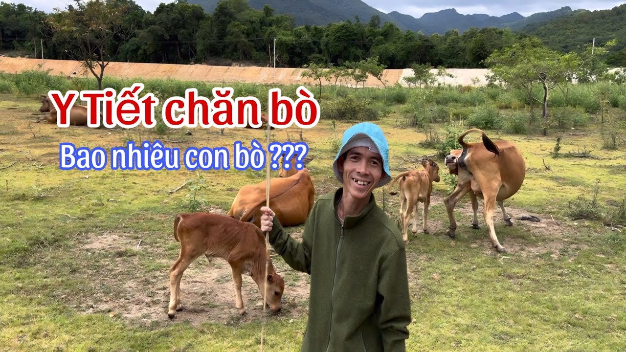 Chàng Trai Chăn Bò Hạnh Phúc Nhất Thế Giới - Soytiet
