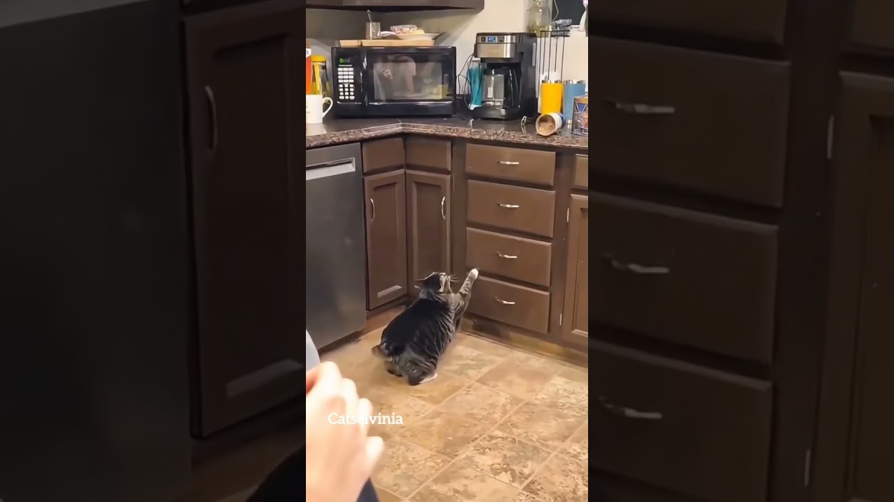 Fat Cat trying to jump 😹