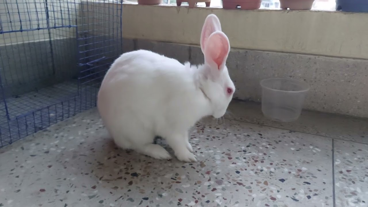 Adorable pet rabbit 🐰 