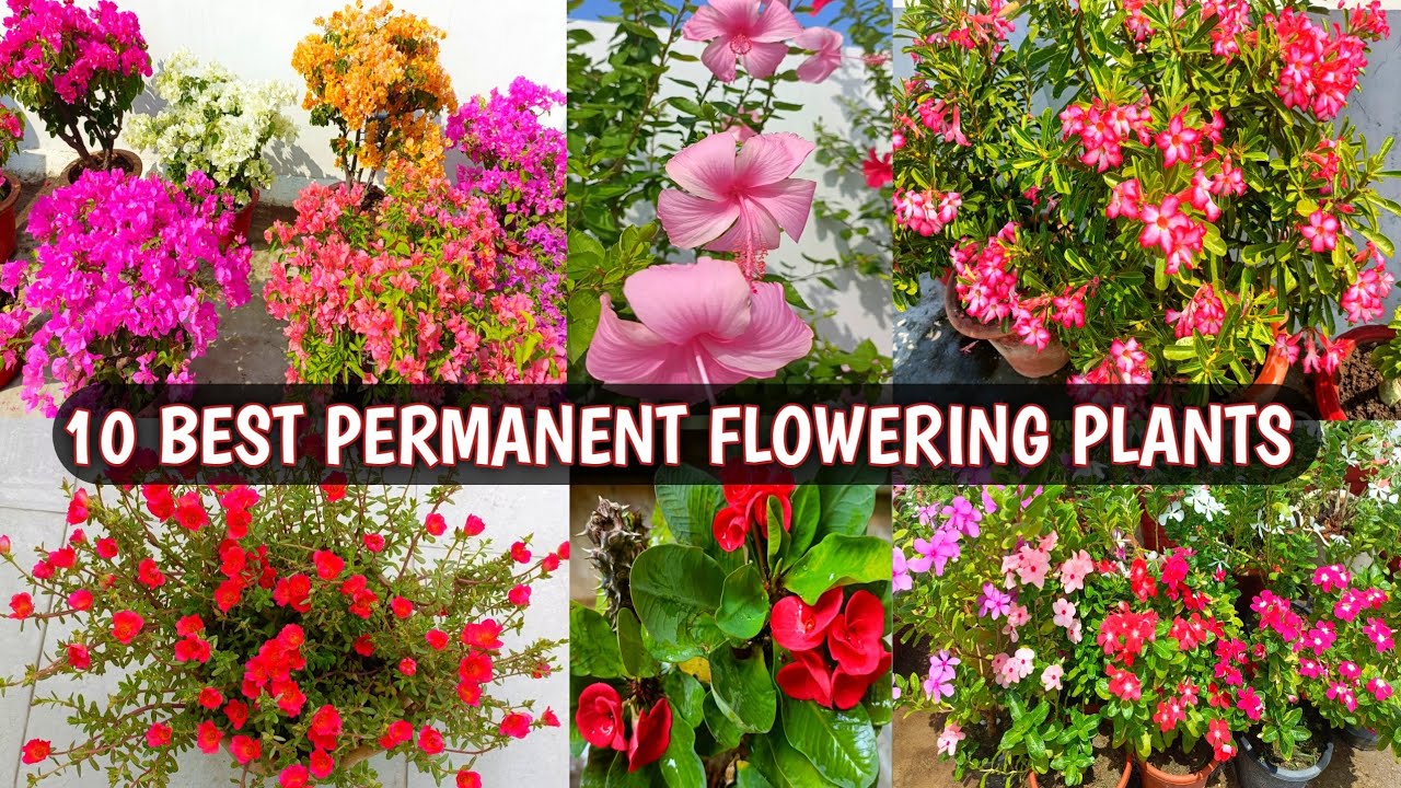 10 BEST ALL SEASON FLOWERING PLANTS IN INDIA | PERMANENT FLOWER PLANTS 🌸✨