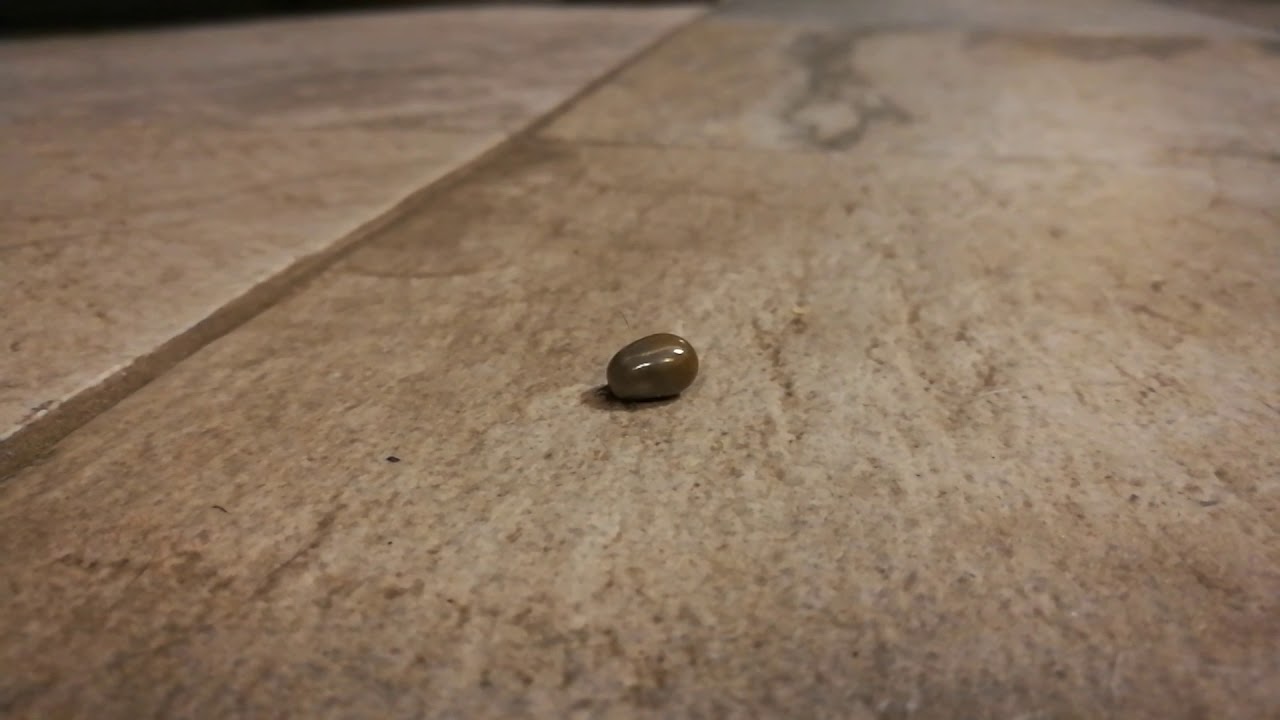 Where do ticks go once they are full & let go?