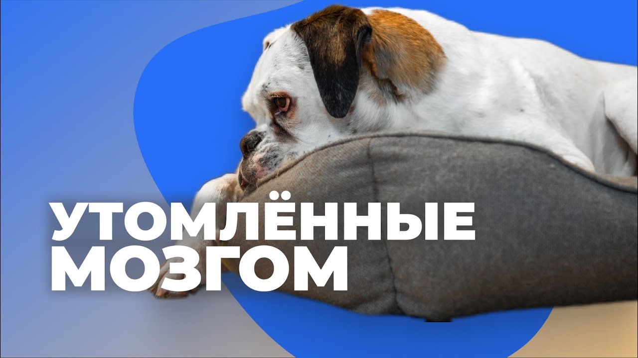 Как утомить собаку правильно 🐶 4 способа для щенка и взрослой