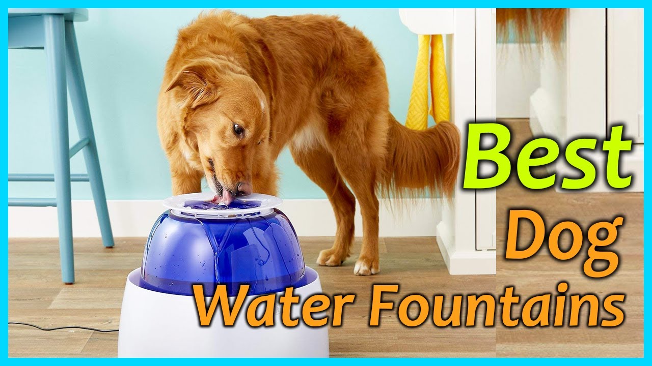 Best Dog Water Fountains [Top 5 Picks]