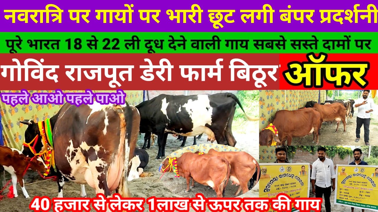 Govind rajput dairy farm | गाय पर मिल रही है भारी छूट 18 से 20 ली दूध | गोविंद राजपूत डेयरी फार्म 