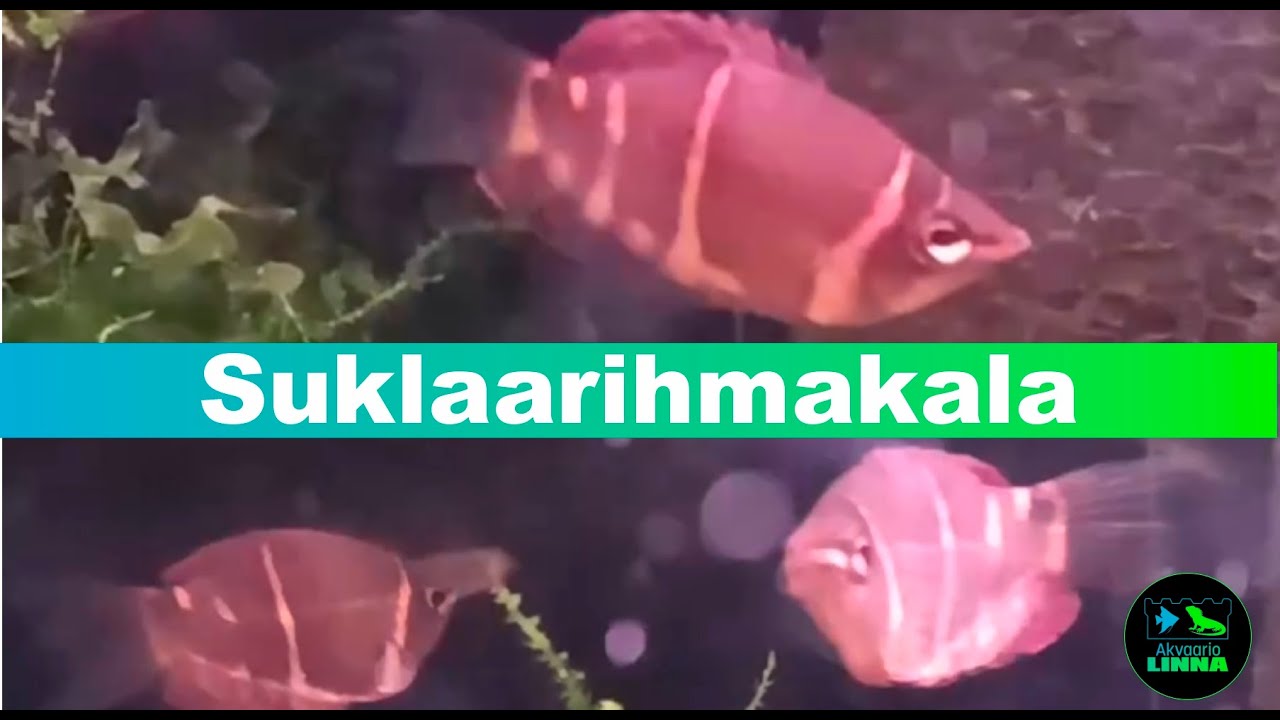 Suklaarihmakala, Sphaerichthys osphromenoides