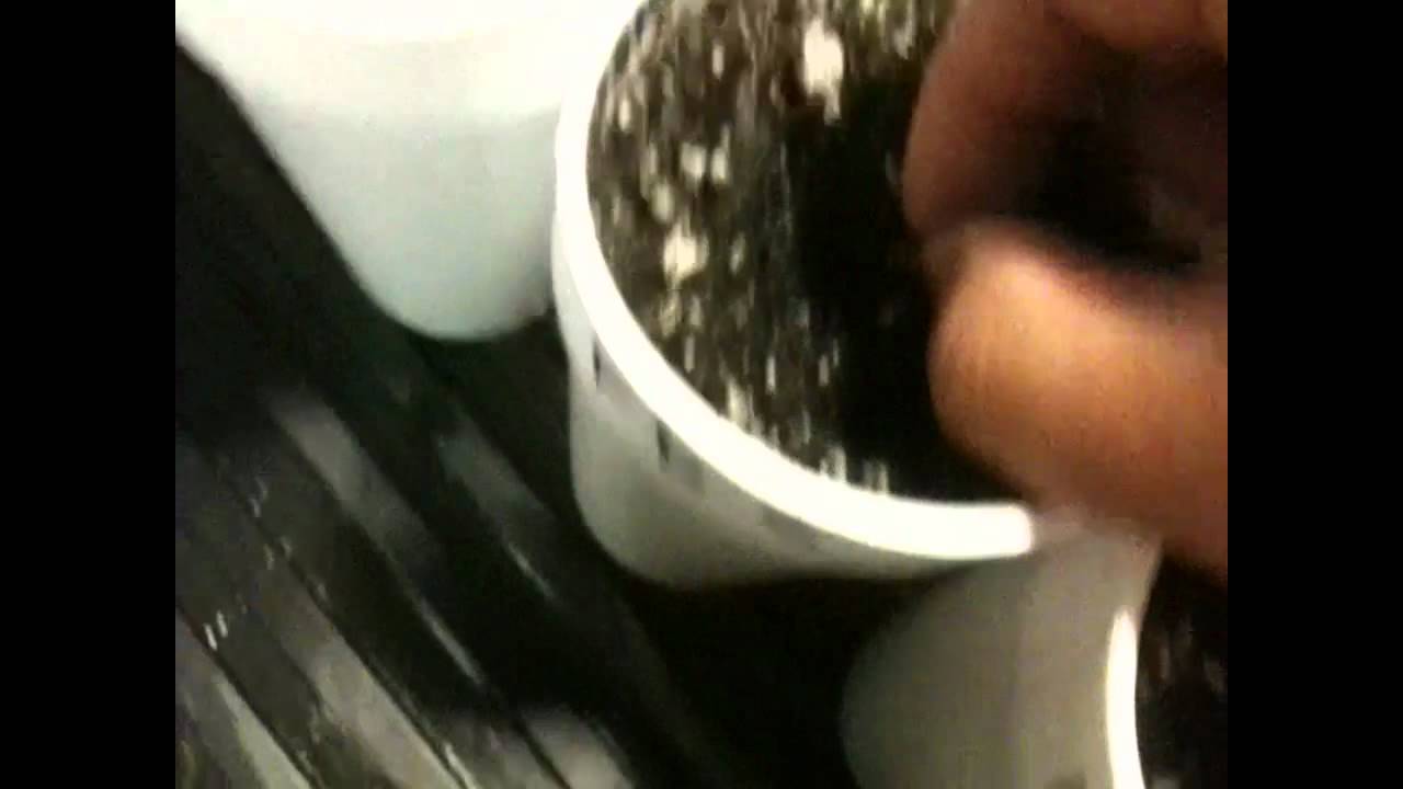 Frisian Dew & Kings Kush