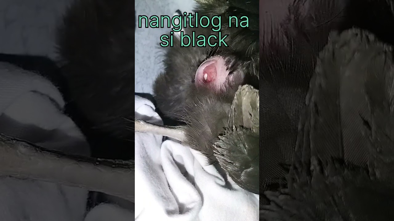 ang paglabas ng itlog ni black
