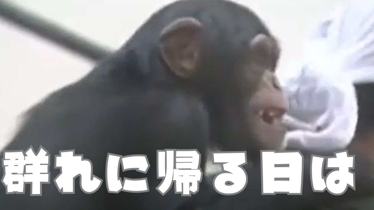 【HTBセレクションズ】群れに戻る日は？　苦難乗り越え　レディ3歳