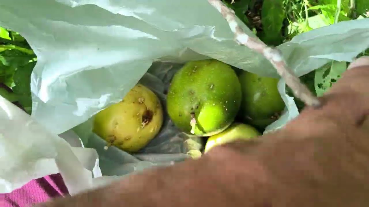 Fui pegar maracujá, e encontrei um ninho 