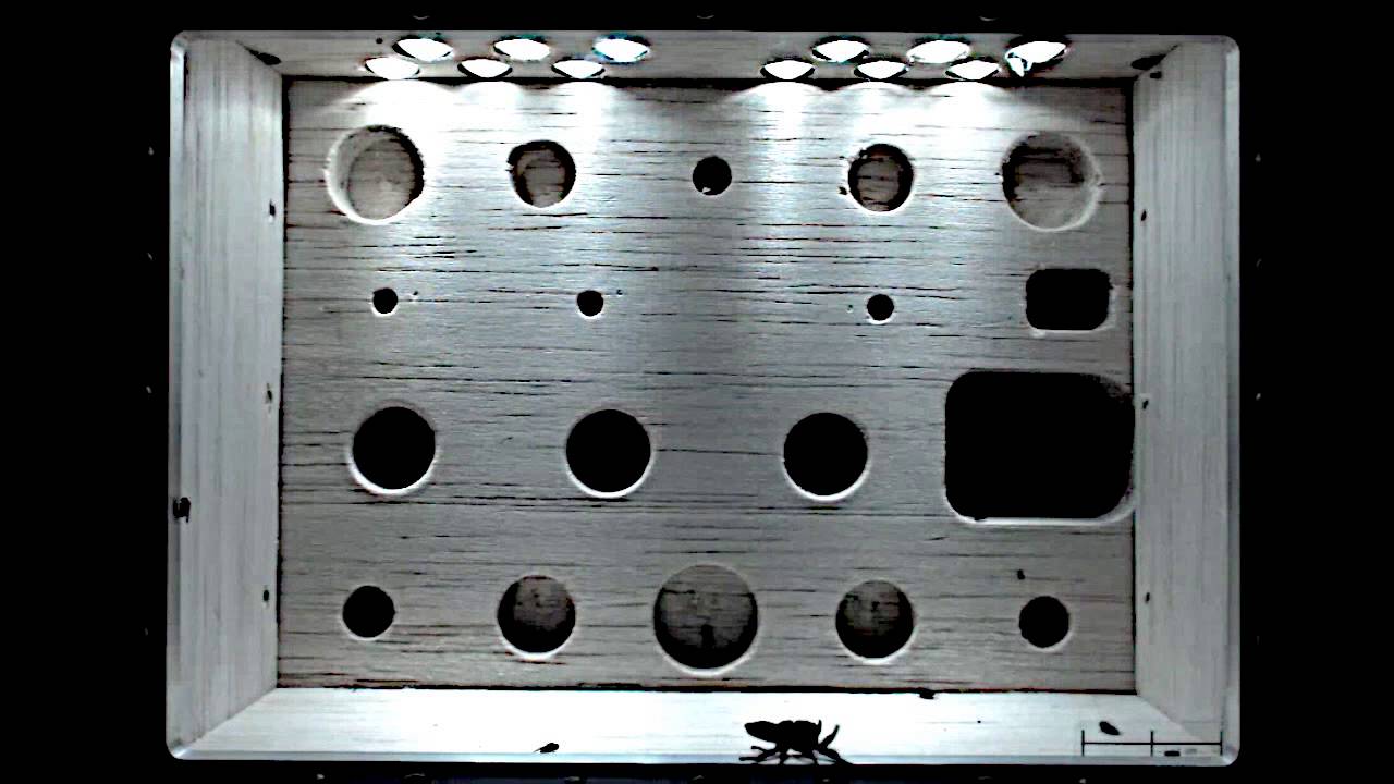 Jumping Spider, Nefertiti, Onboard the International Space Station