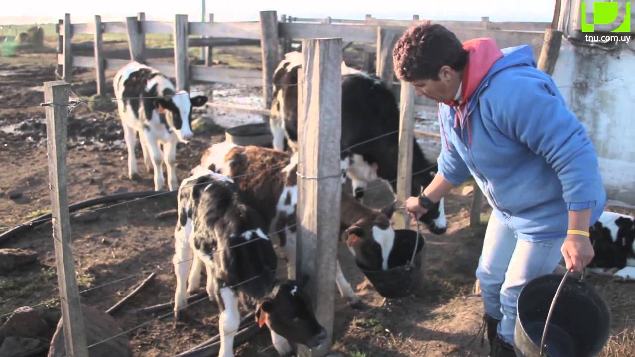 Uruguay Agrointeligente: Lechería