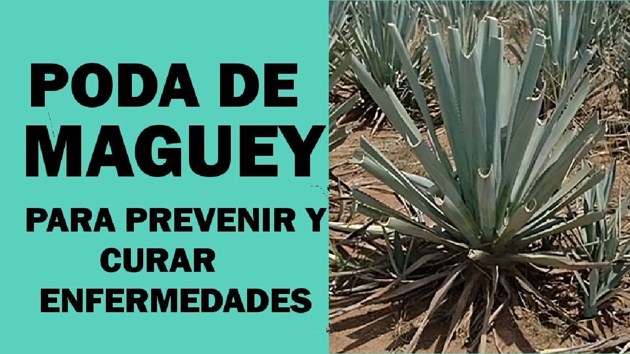 Poda (despenque) para reparar da&ntilde;os por helada en cultivo de maguey