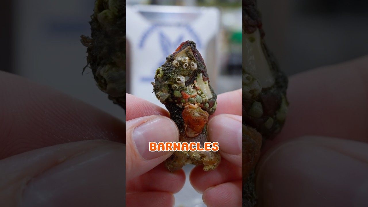 Percebes From - La Paloma