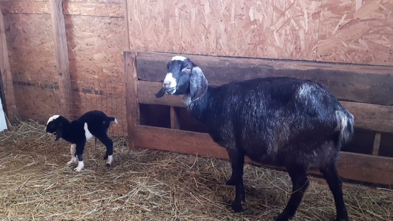 Первокотка окотилась🐐