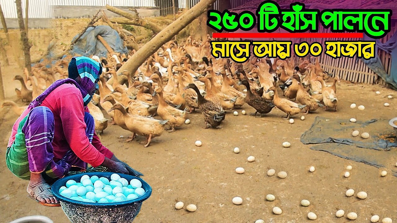 ২৫০ টি খাকি ক্যাম্বেল জাতের হাঁস পালনে মাসে আয় ৩০ হাজার টাকা। Duck Farm। Agro Tips