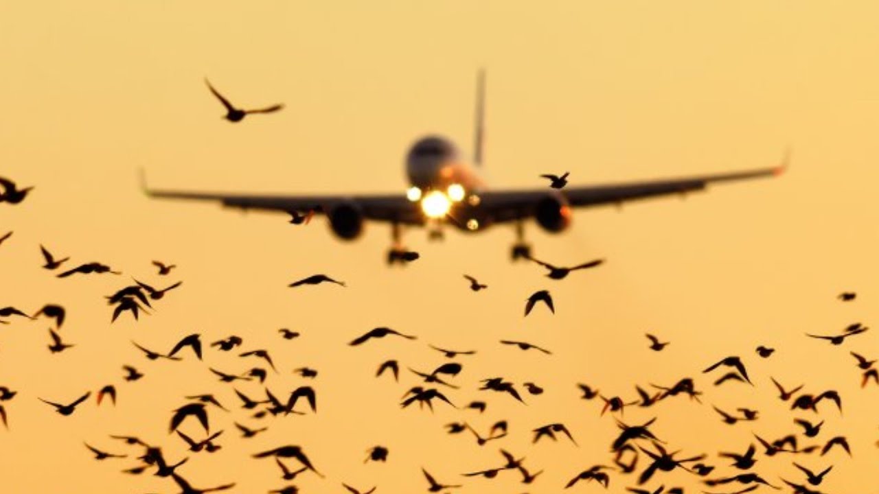 What Really Happens When Birds Fly Into A Plane Engine