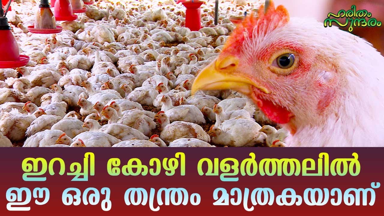 Watch ! New strategy model in Broiler farming | Haritham Sundharam EP 300 | Kaumudy