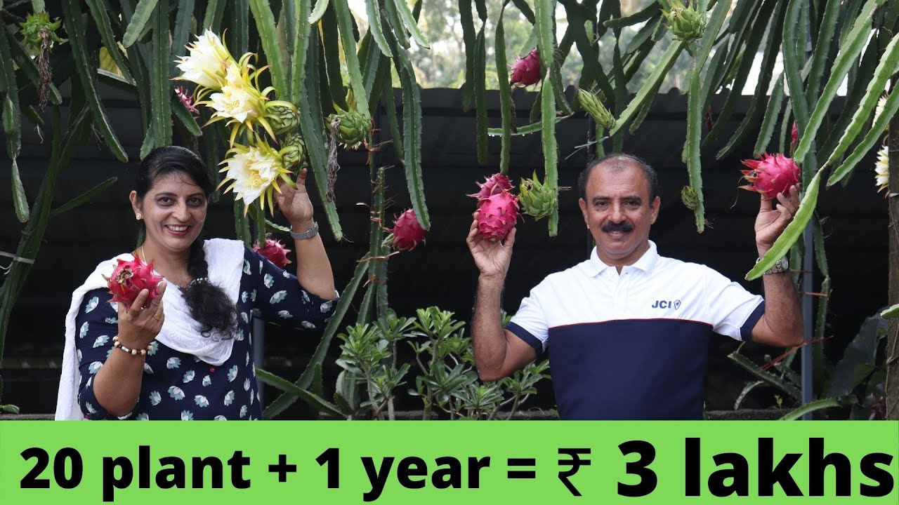 Profitable Hybrid Dragon fruit variety from Green garden nursery!!!