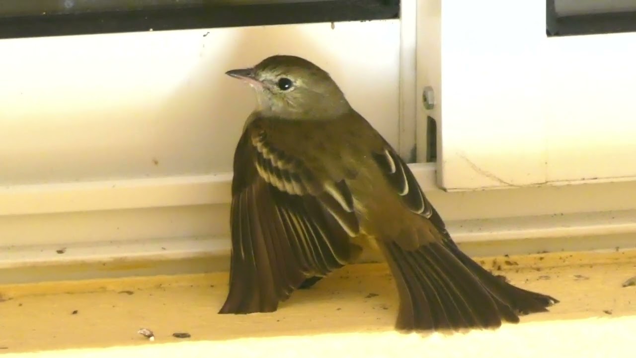 Caribbean Elaenia (Elaenia martinica martinica), Guadeloupe