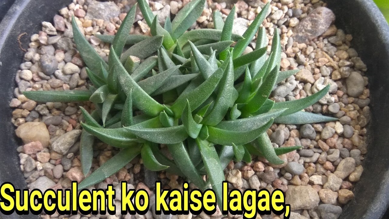 Best potting mix for succulent and cactus