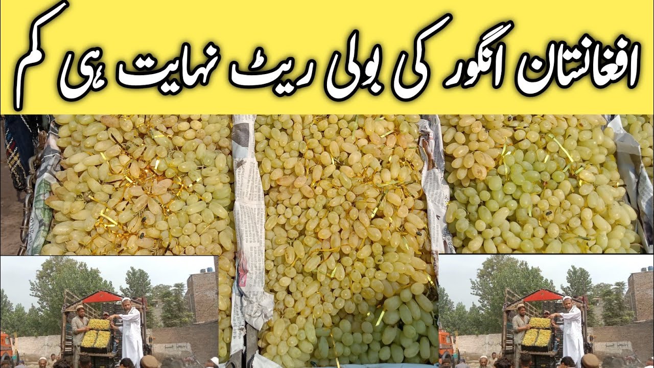 Top Quality Afghanistan Grapes Auction | Kabul Angor ke boli | World Best quality Afghanistan grapes