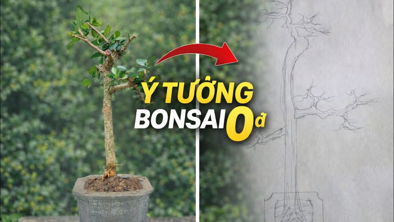 Ý tưởng bonsai 0đ mà ai cũng có thể làm.