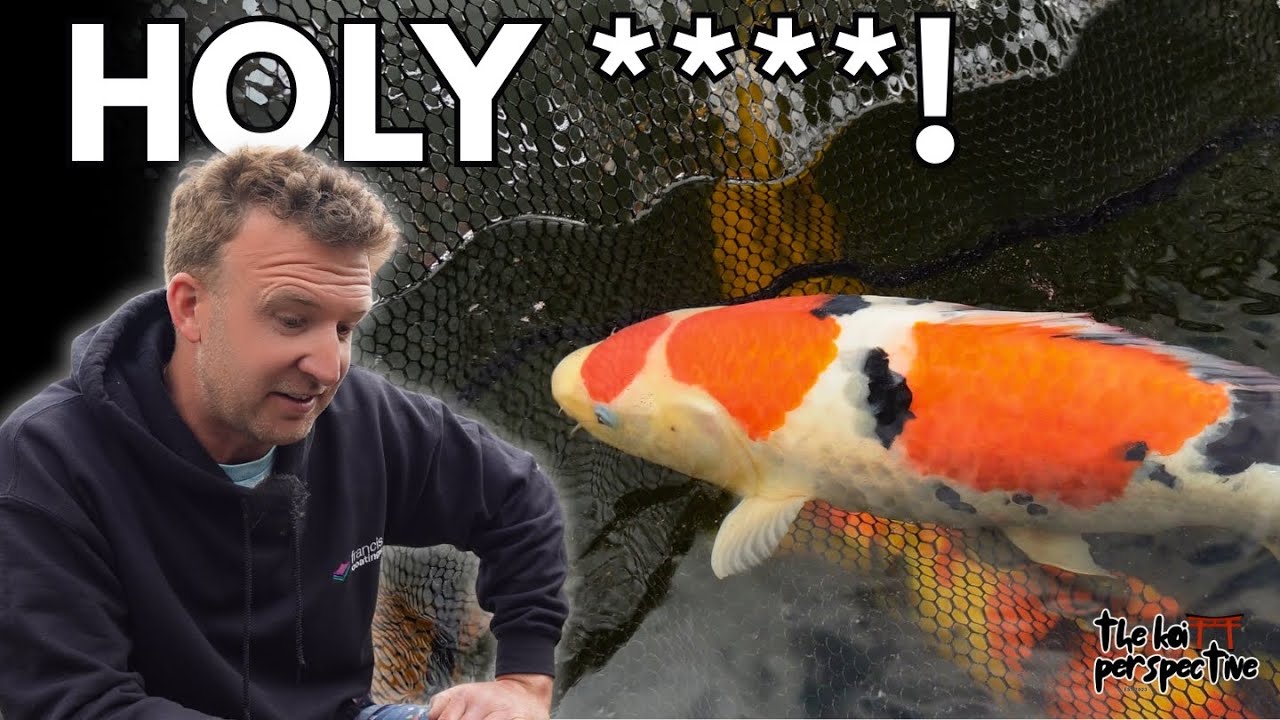 This Koi Pond Looks Basic… Until You See What’s Inside!