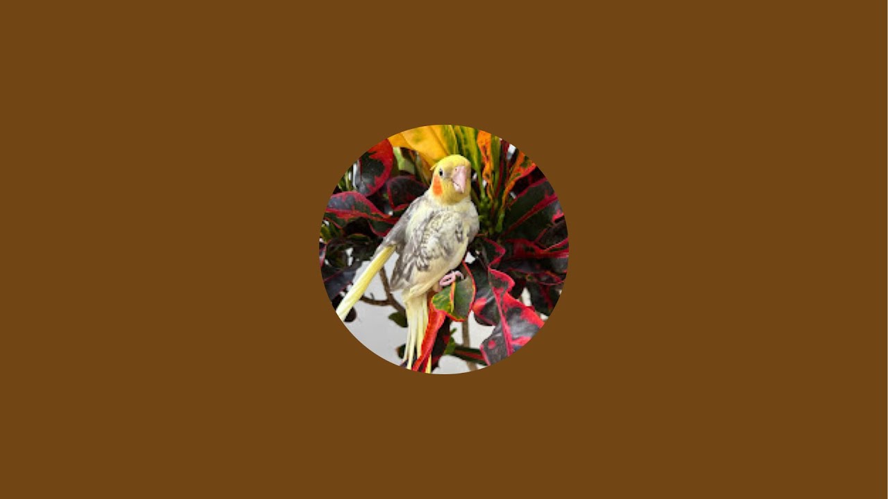 El Jardín de Ángela está en vivo