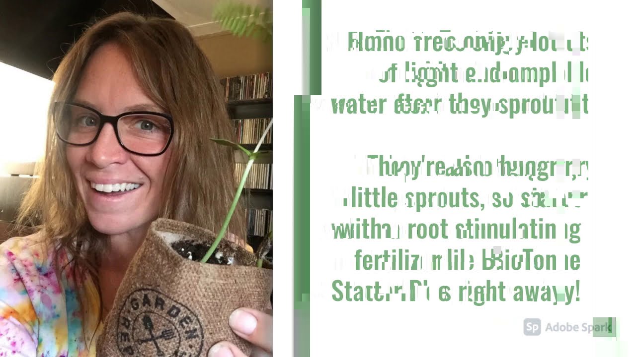 Planting The Bonsai Bonanza Grow Kit and Troubleshooting Guide