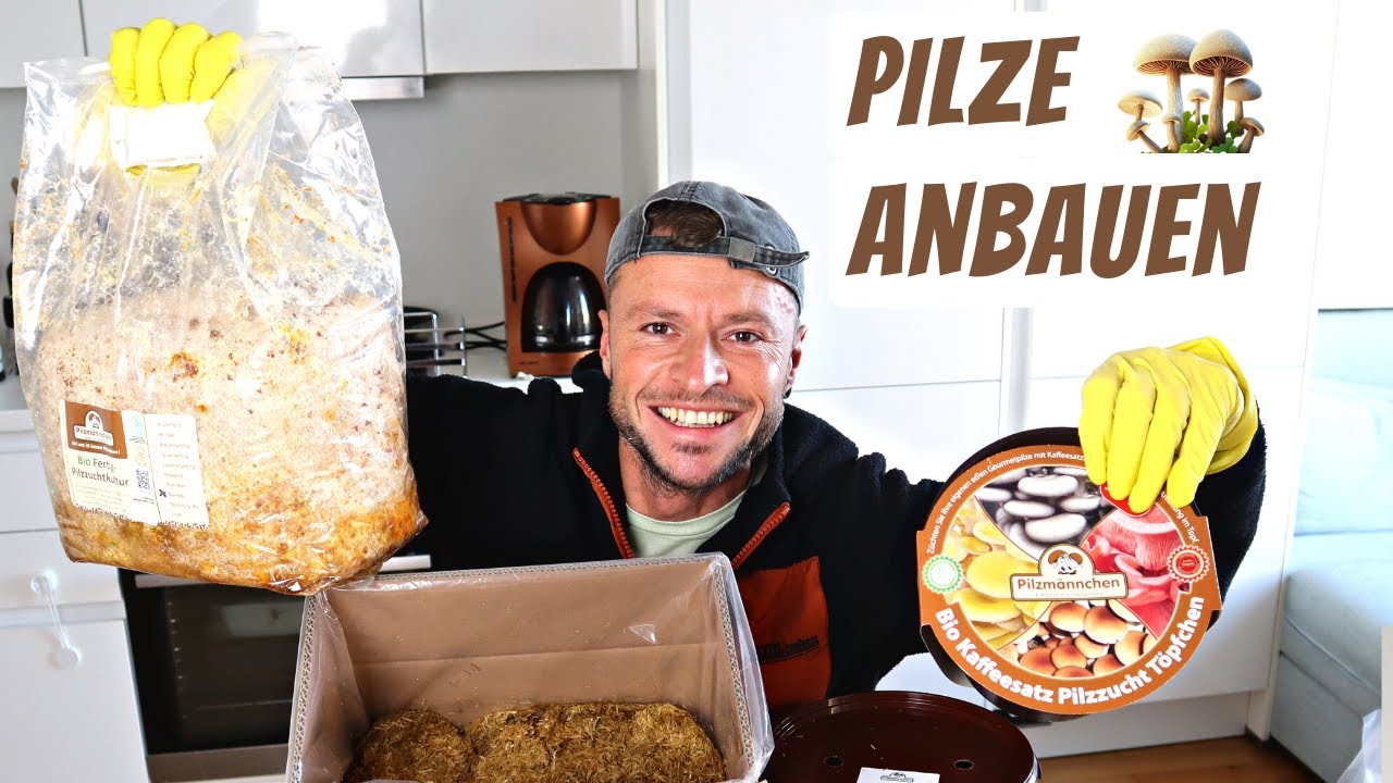 Pilze selber züchten-Austernpilze, Steinchampignons & Nameko I Anleitung zum Ansetzen der Zuchtsets