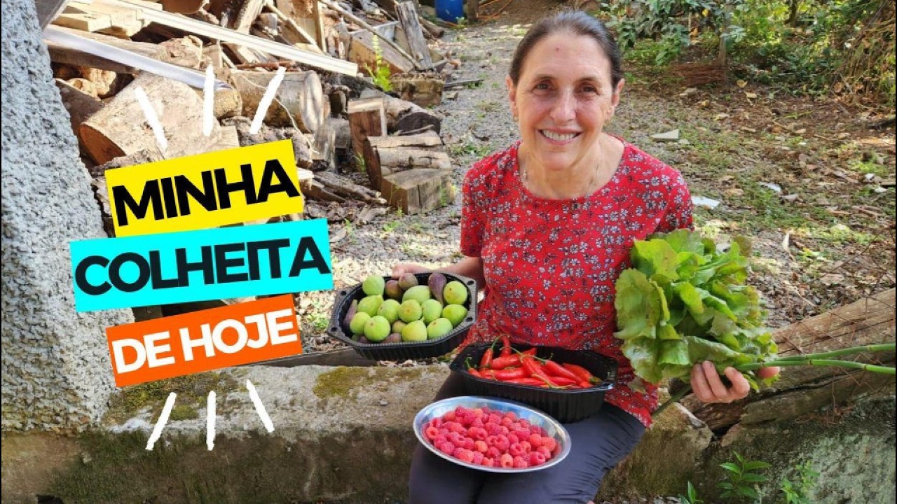 MINHA COLHEITA DE HOJE: framboesa, cavalinha, figo, alface e pimenta