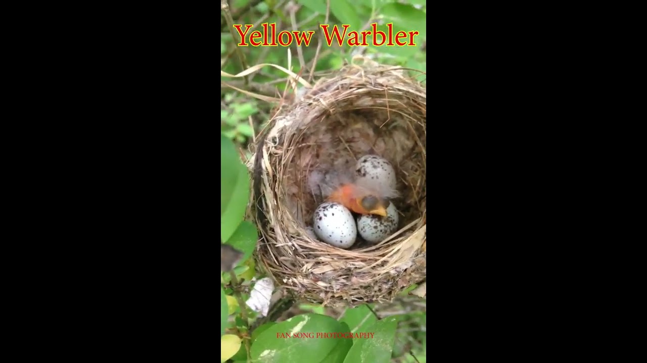 Closeup - Yellow Warbler's Nest