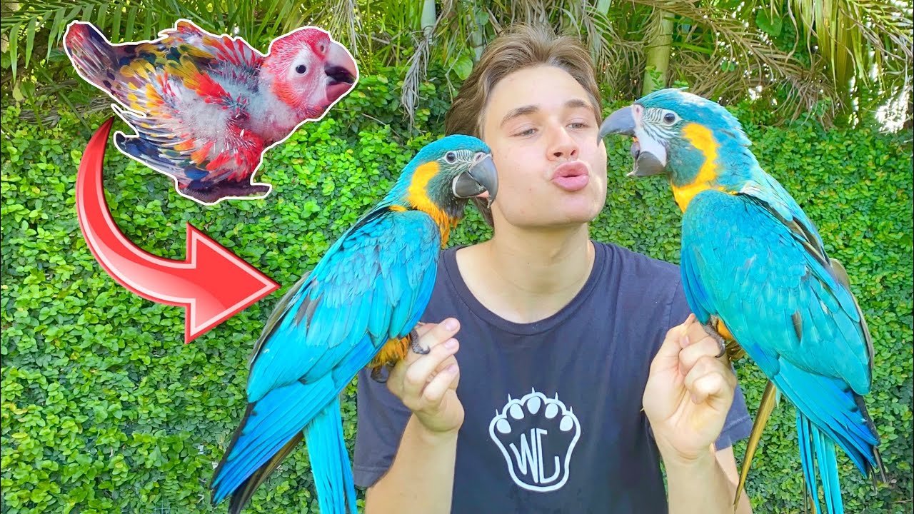 THE BABY MACAWS ARE ALL GROWN UP ! WILL THEY FLY ?!