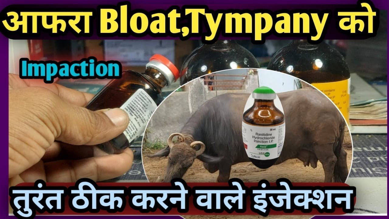 आफरा(Bloat)Tympany,Impaction को तुरंत ठीक करने वाले इंजेक्शन Vet-injection 👉