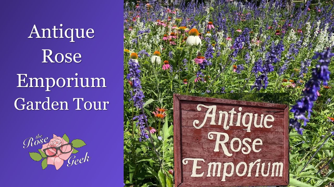 🌹 Antique Rose Emporium (ARE) Perennial Garden Tour | Climbing Structures