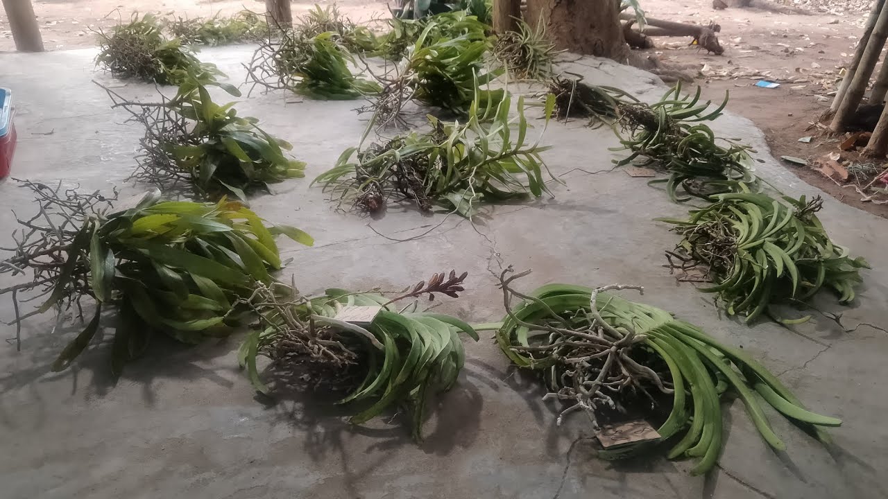 Lan rừng bình thuận 10,3,26,0569351134, hôm nay e có đủ loại lan rừng 