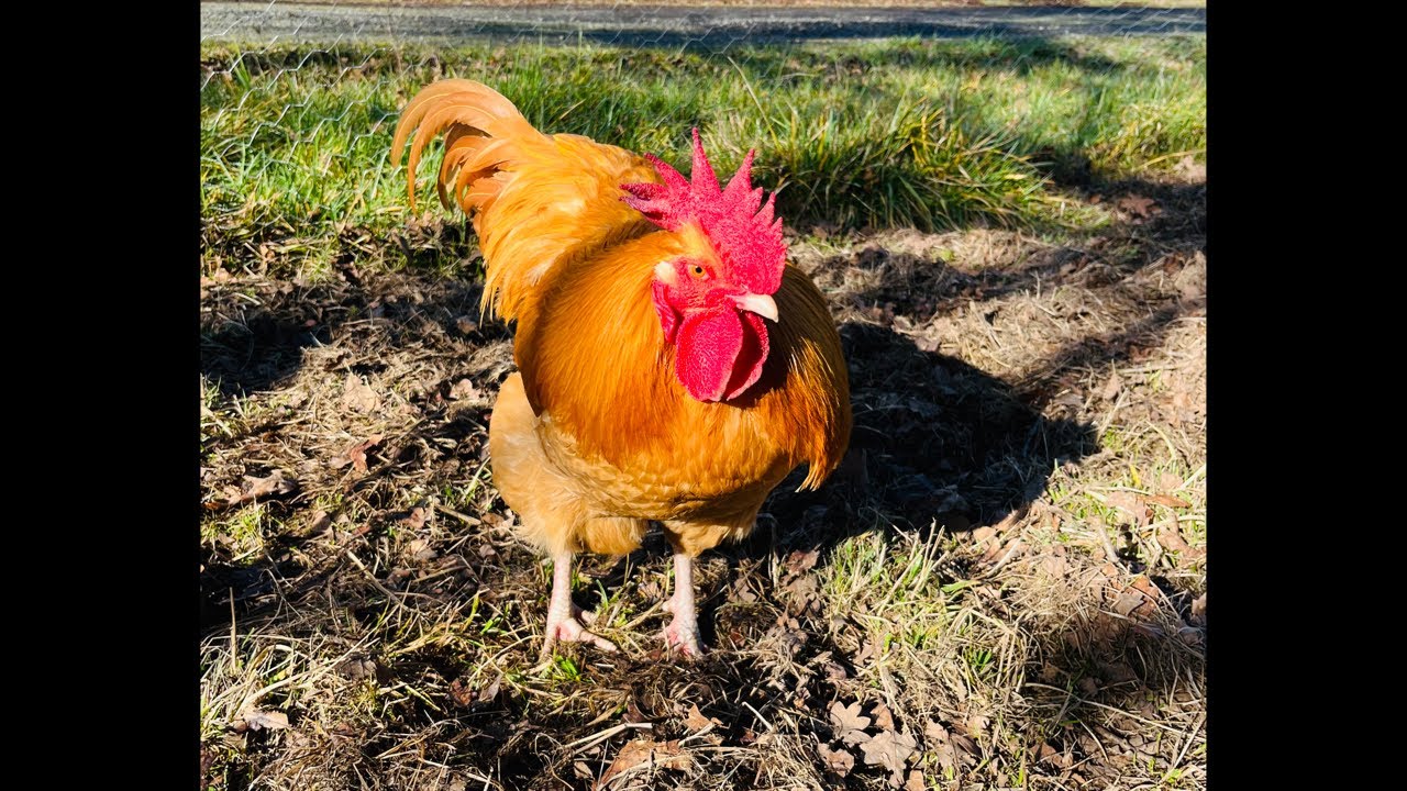 Clucky Cam Live! Chickens Loving The Sunshine ~ Relaxing