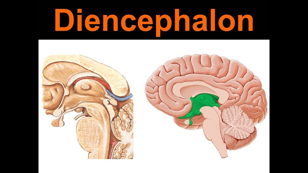 Diencephalon Yüksel Aydar